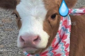 娱乐吃瓜酱讲道理